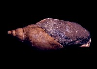 藏品(船鞘)的圖片